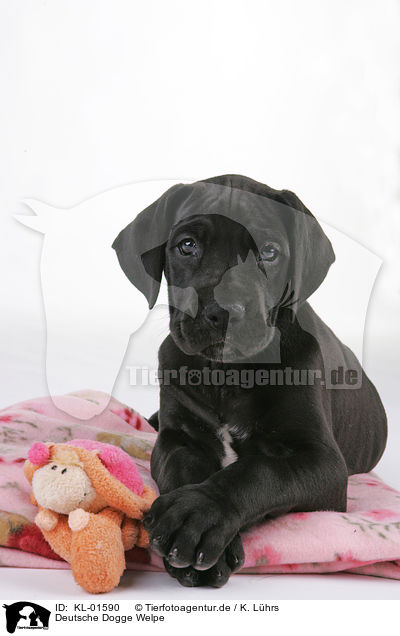Deutsche Dogge Welpe / Great Dane Puppy / KL-01590