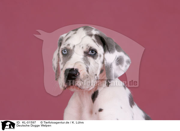 Deutsche Dogge Welpen / KL-01597
