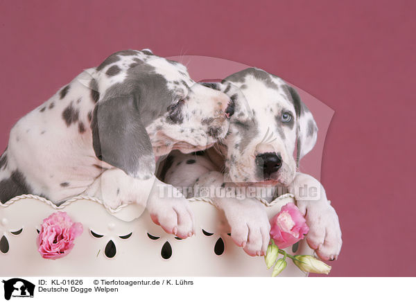 Deutsche Dogge Welpen / KL-01626