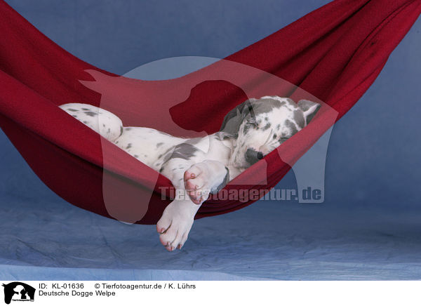 Deutsche Dogge Welpe / Great Dane Puppy / KL-01636