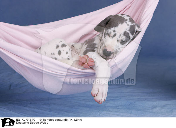 Deutsche Dogge Welpe / KL-01640