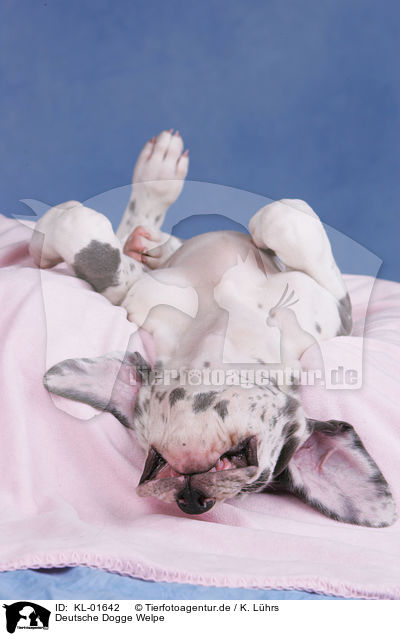 Deutsche Dogge Welpe / KL-01642