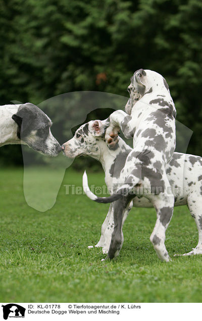 Deutsche Dogge Welpen und Mischling / great dane puppies and mongrel / KL-01778