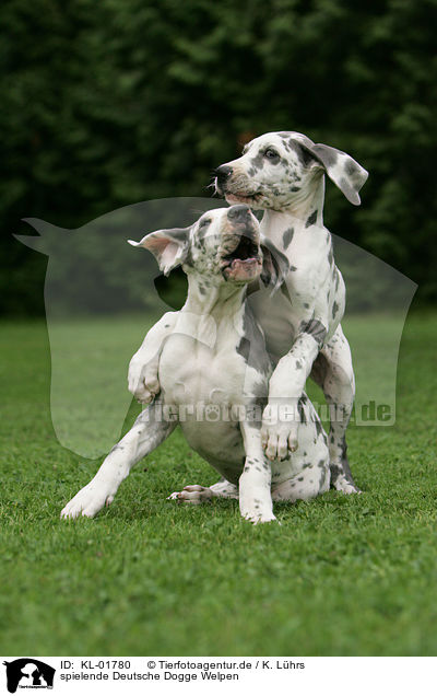 spielende Deutsche Dogge Welpen / playing great dane puppies / KL-01780