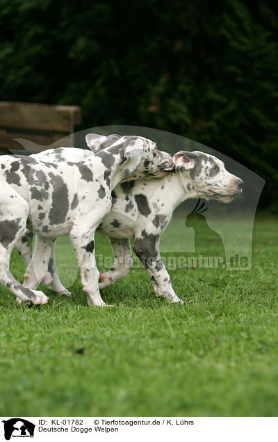 Deutsche Dogge Welpen / great dane puppies / KL-01782