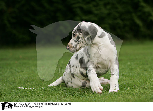 Deutsche Dogge Welpe / KL-01784