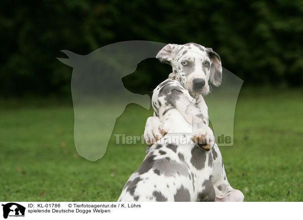 spielende Deutsche Dogge Welpen / playing great dane puppies / KL-01786