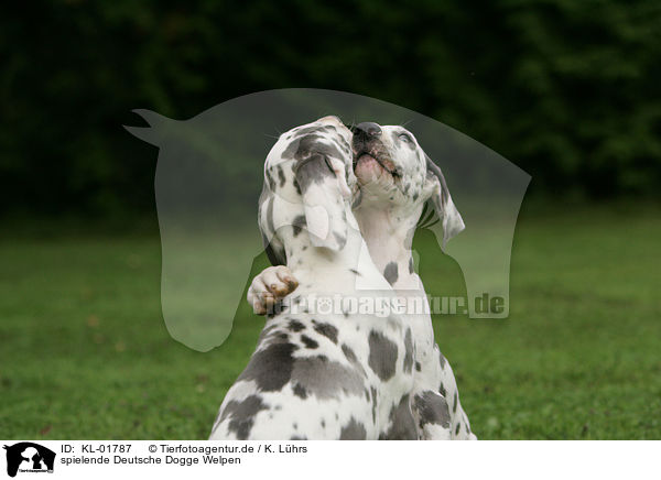 spielende Deutsche Dogge Welpen / playing great dane puppies / KL-01787