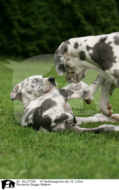 Deutsche Dogge Welpen / great dane puppies / KL-01790