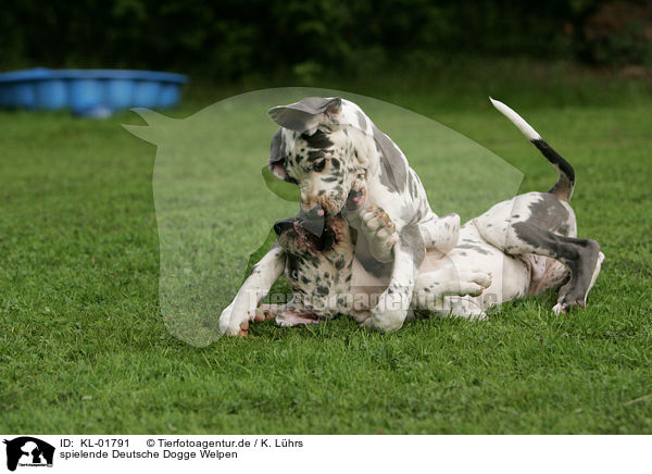 spielende Deutsche Dogge Welpen / playing great dane puppies / KL-01791