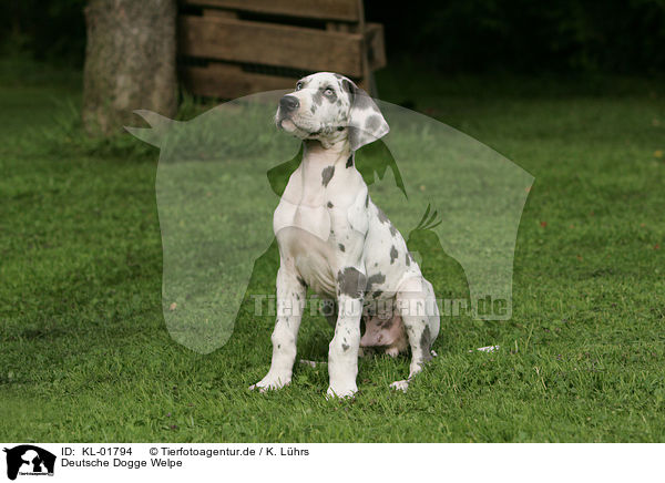 Deutsche Dogge Welpe / great dane puppy / KL-01794