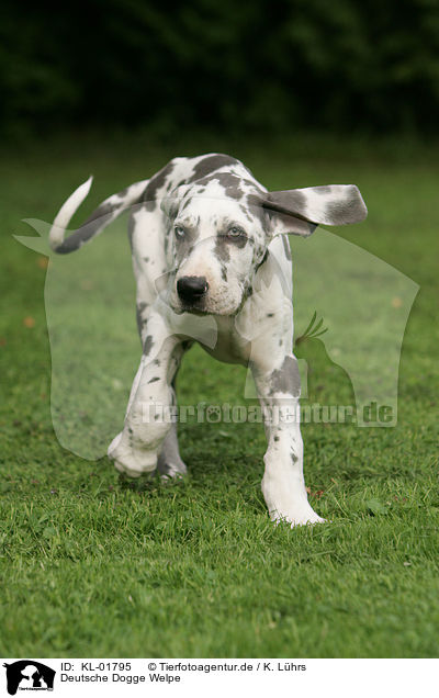 Deutsche Dogge Welpe / great dane puppy / KL-01795