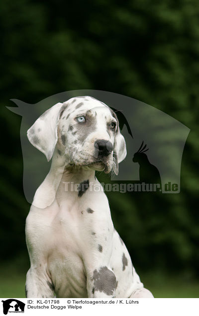 Deutsche Dogge Welpe / great dane puppy / KL-01798