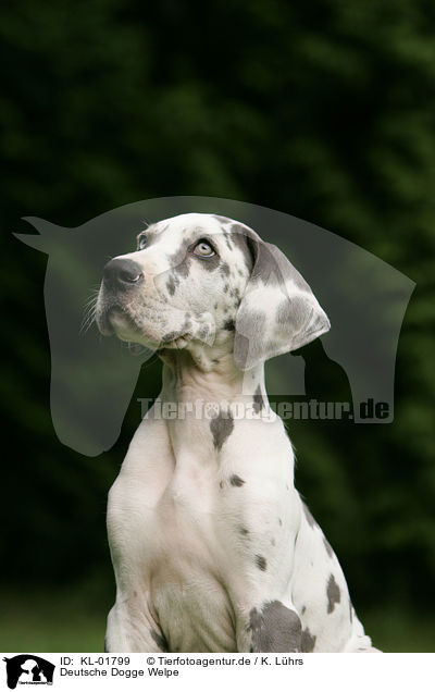 Deutsche Dogge Welpe / great dane puppy / KL-01799