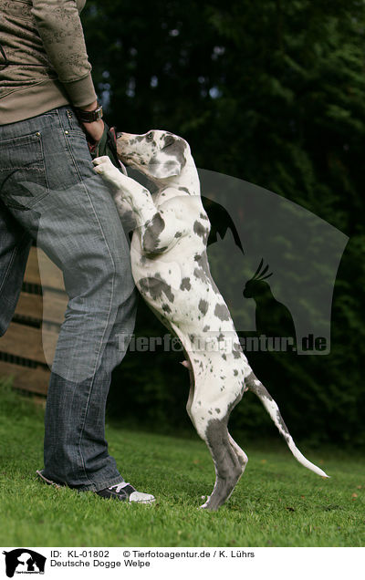 Deutsche Dogge Welpe / great dane puppy / KL-01802