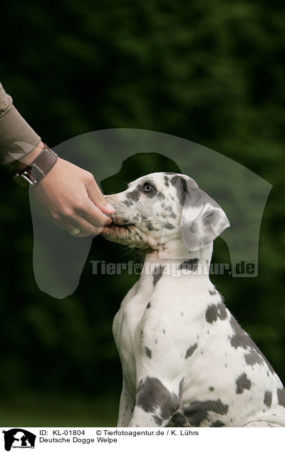 Deutsche Dogge Welpe / great dane puppy / KL-01804