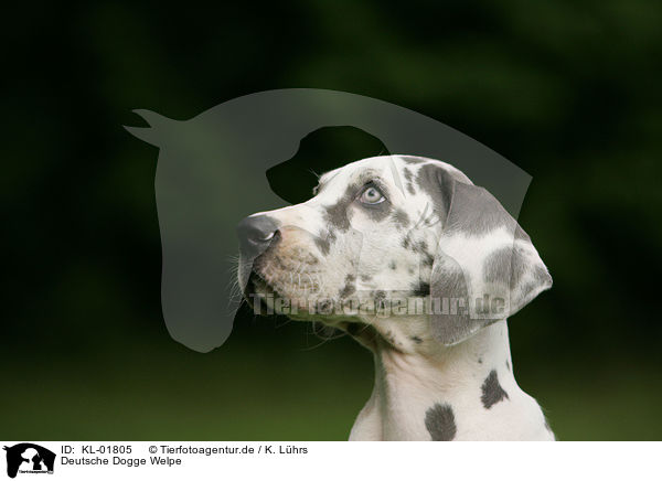 Deutsche Dogge Welpe / KL-01805