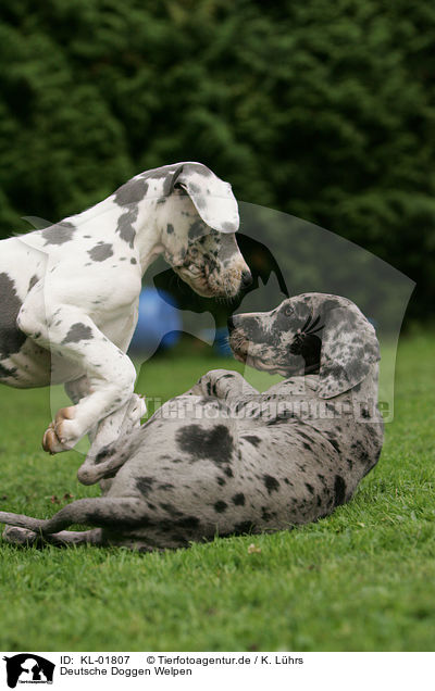 Deutsche Doggen Welpen / KL-01807