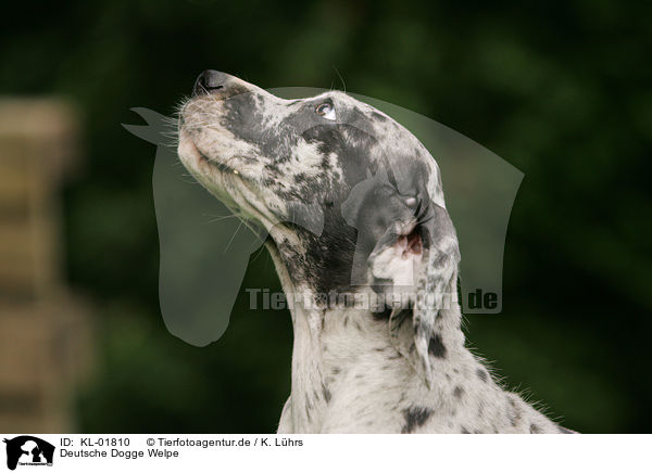 Deutsche Dogge Welpe / KL-01810