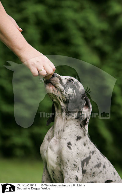 Deutsche Dogge Welpe / great dane puppy / KL-01812