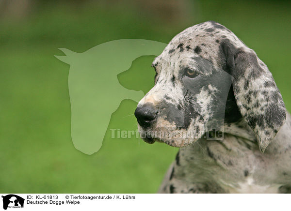 Deutsche Dogge Welpe / KL-01813