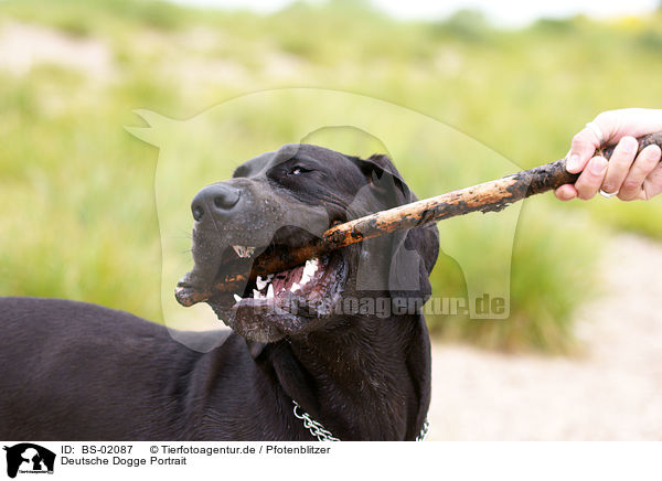 Deutsche Dogge Portrait / BS-02087