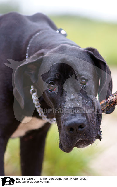 Deutsche Dogge Portrait / Great Dane Portrait / BS-02089