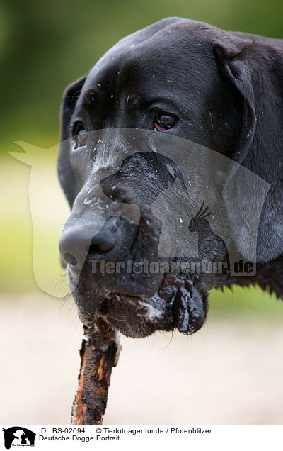 Deutsche Dogge Portrait / BS-02094
