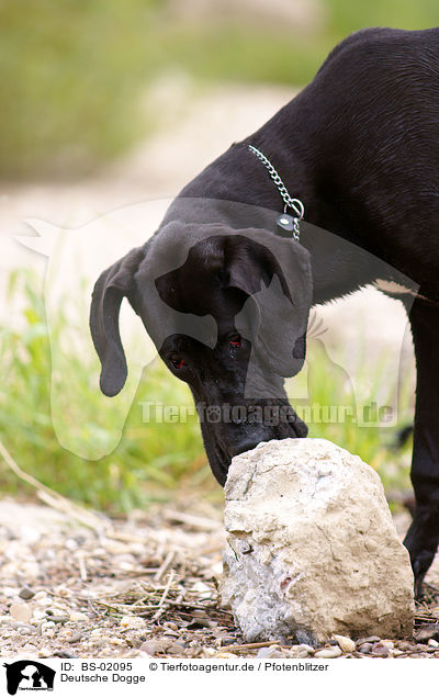 Deutsche Dogge / BS-02095
