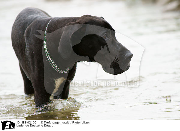badende Deutsche Dogge / BS-02100