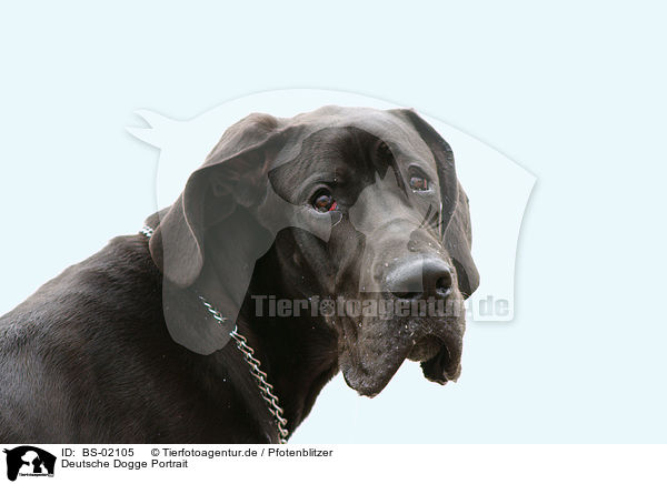 Deutsche Dogge Portrait / Great Dane Portrait / BS-02105