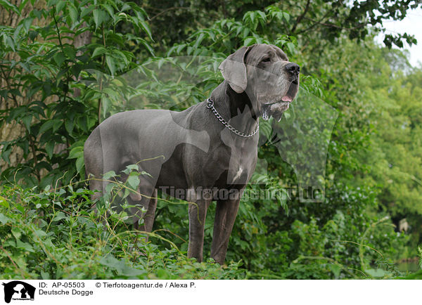 Deutsche Dogge / AP-05503