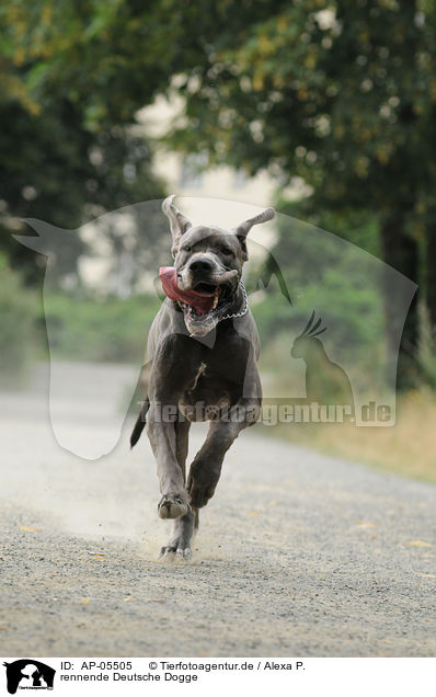 rennende Deutsche Dogge / AP-05505