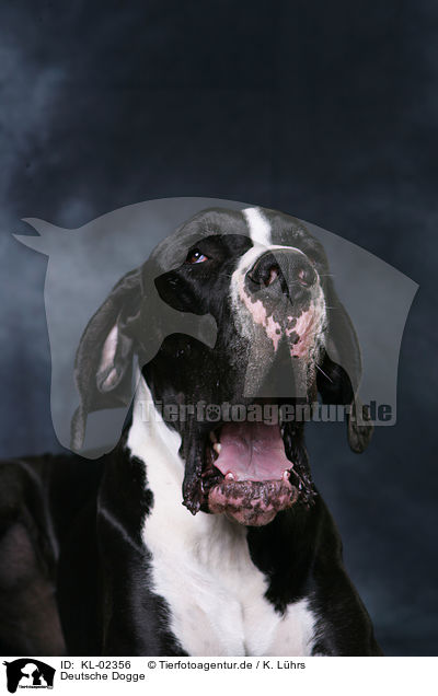 Deutsche Dogge / Great Dane / KL-02356