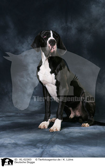 Deutsche Dogge / KL-02363