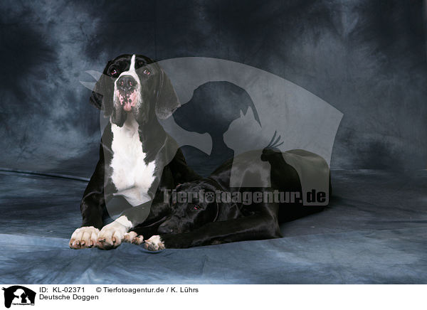 Deutsche Doggen / Great Danes / KL-02371