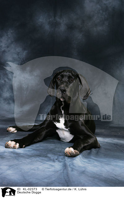 Deutsche Dogge / KL-02373