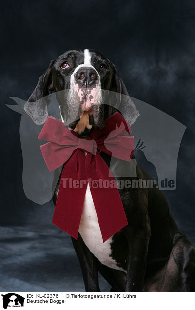 Deutsche Dogge / KL-02376
