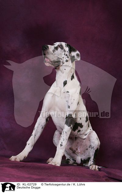 Deutsche Dogge / Great Dane / KL-02729
