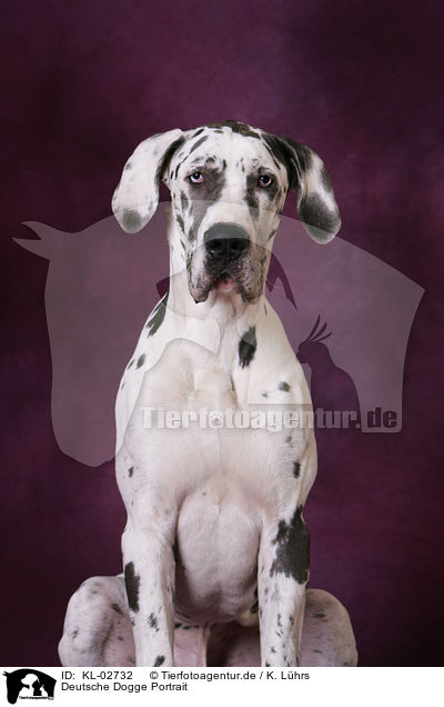 Deutsche Dogge Portrait / Great Dane Portrait / KL-02732