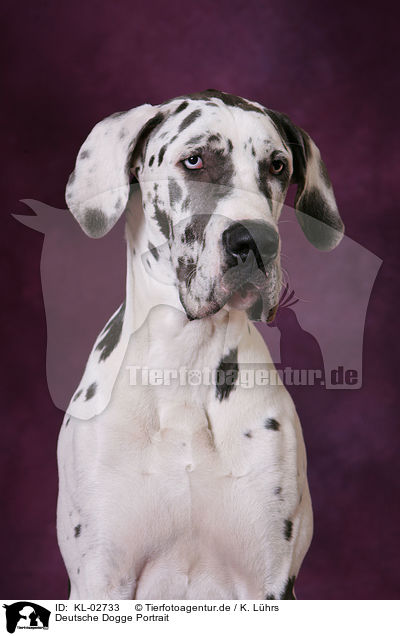Deutsche Dogge Portrait / Great Dane Portrait / KL-02733