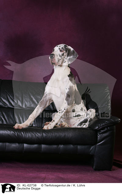 Deutsche Dogge / Great Dane / KL-02738