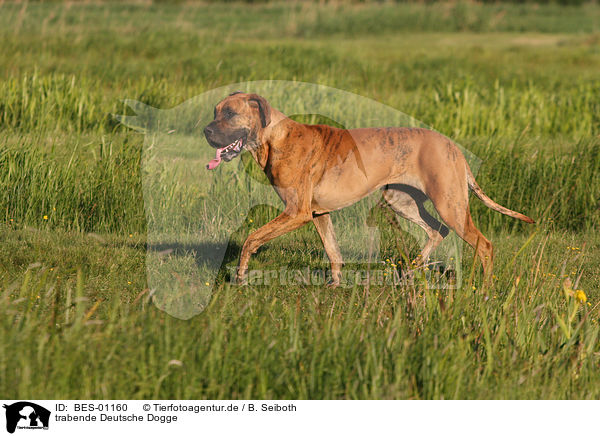 trabende Deutsche Dogge / trotting Great Dane / BES-01160