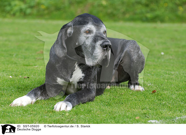 Deutsche Dogge / Great Dane / SST-05920