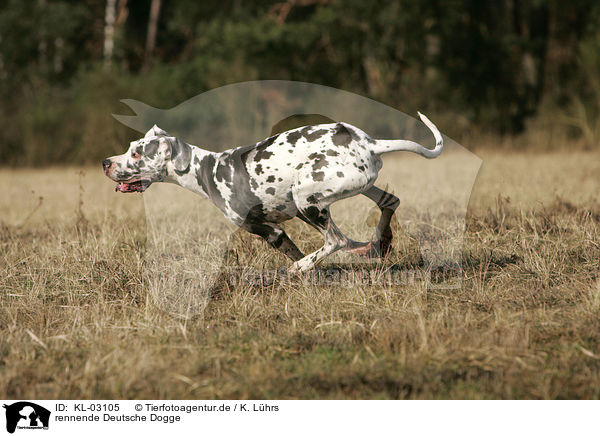 rennende Deutsche Dogge / running Great Dane / KL-03105
