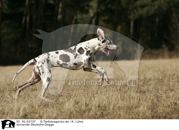 rennende Deutsche Dogge / running Great Dane / KL-03107