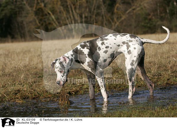 Deutsche Dogge / Great Dane / KL-03109