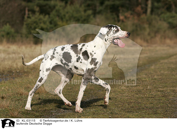 laufende Deutsche Dogge / walking Great Dane / KL-03115