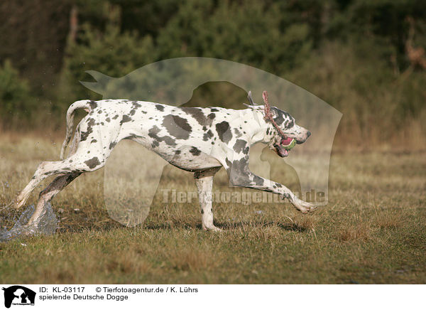 spielende Deutsche Dogge / KL-03117