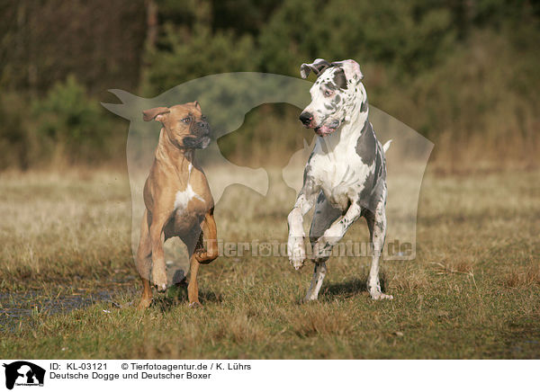 Deutsche Dogge und Deutscher Boxer / Great Dane and German Boxer / KL-03121